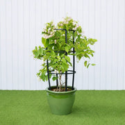 Rangoon Creeper - Quisqualis Indica | UAE's Best Tropical Vine! - Greensouq - 