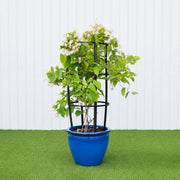 Rangoon Creeper - Quisqualis Indica | UAE's Best Tropical Vine! - Greensouq - 