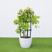 Rangoon Creeper - Quisqualis Indica | UAE's Best Tropical Vine! - Greensouq - 