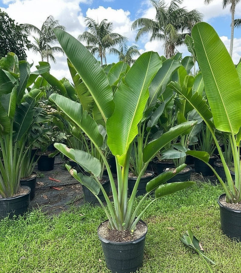 Ravenala Madagascariensis "Traveller's Palm" - Greensouq - 