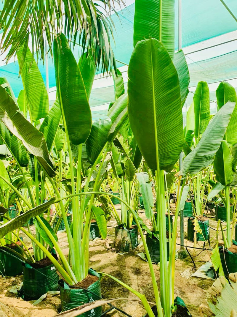 is travellers palm an indoor plant Ravenala Madagascariensis "Traveller's Palm" — Greensouq