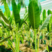Ravenala Madagascariensis "Traveller's Palm" - Greensouq - 