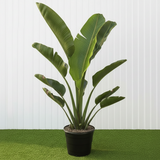 Ravenala Madagascariensis "Traveller's Palm" - Greensouq - 