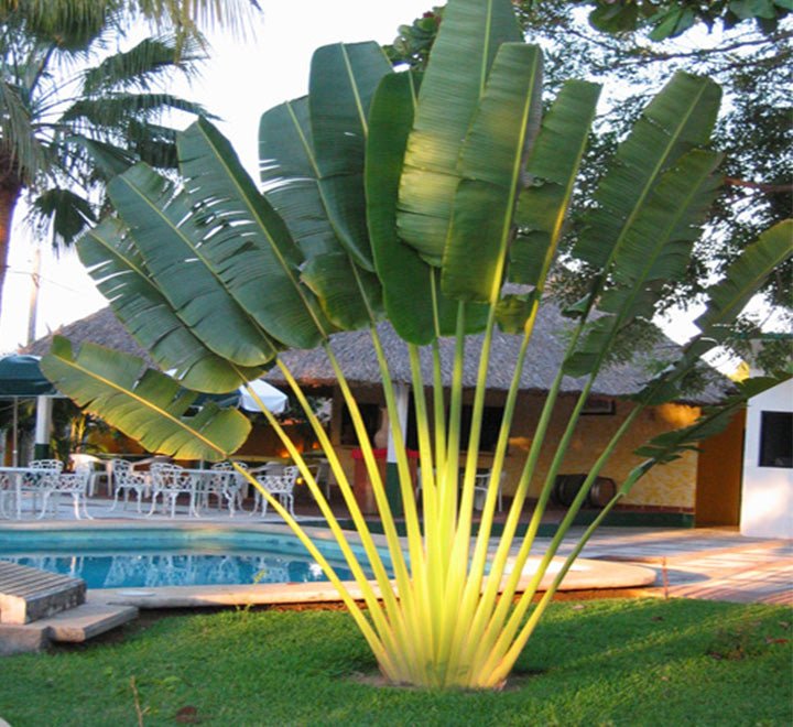 Ravenala Madagascariensis "Traveller's Palm" - Greensouq - 