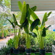 Ravenala Madagascariensis "Traveller's Palm" - Greensouq - 