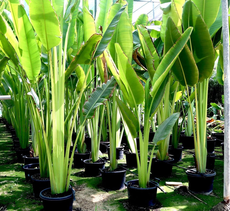 is travellers palm an indoor plant Ravenala Madagascariensis "Traveller's Palm" — Greensouq