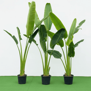 Ravenala Madagascariensis "Traveller's Palm" - Greensouq - 