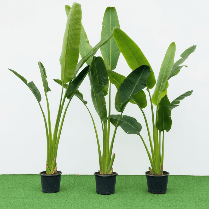 Ravenala Madagascariensis "Traveller's Palm" - Greensouq - 