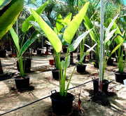 Ravenala Madagascariensis "Traveller's Palm" - Greensouq - 