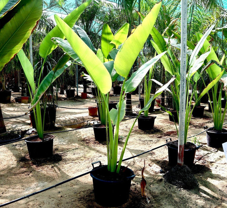 Ravenala Madagascariensis "Traveller's Palm" - Greensouq - 