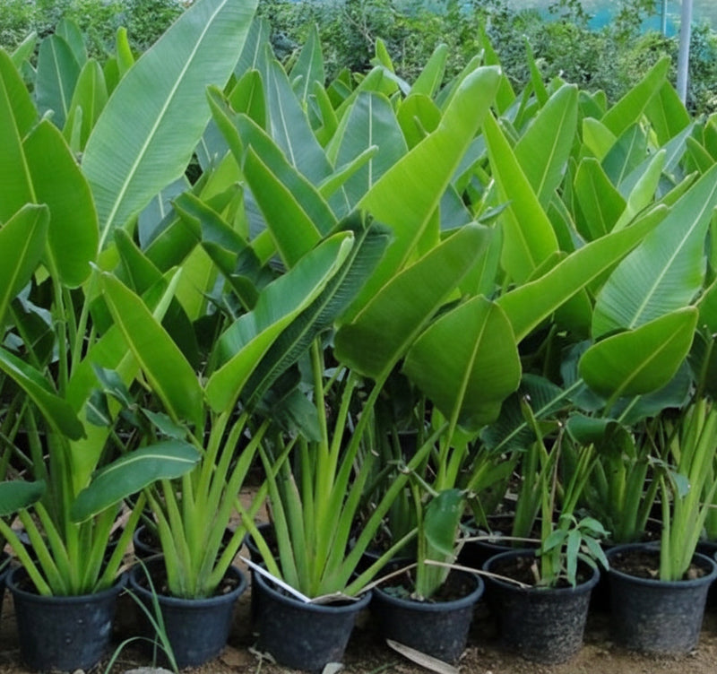 Ravenala Madagascariensis