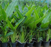 Ravenala Madagascariensis "Traveller's Palm" - Greensouq - 