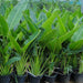 Ravenala Madagascariensis "Traveller's Palm" - Greensouq - 