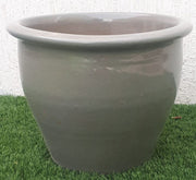 Ravenala Madagascariensis “Traveller’s Palm” in Rolled Rim Pot 1.0 - 1.3m - Greensouq - 