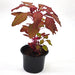 Red Amaranth "Amaranthus Cruentus" - Greensouq - 