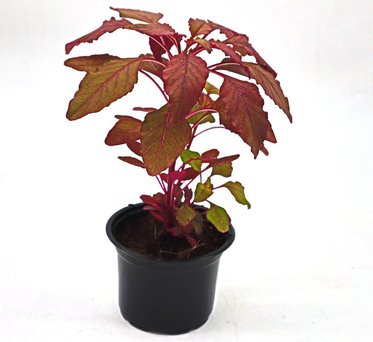 Red Amaranth "Amaranthus Cruentus" - Greensouq - 