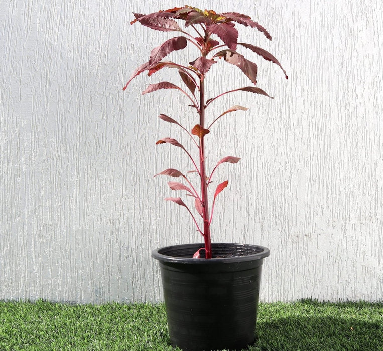 Red Amaranth "Amaranthus Cruentus" - Greensouq - 