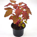 Red Amaranth "Amaranthus Cruentus" - Greensouq - 