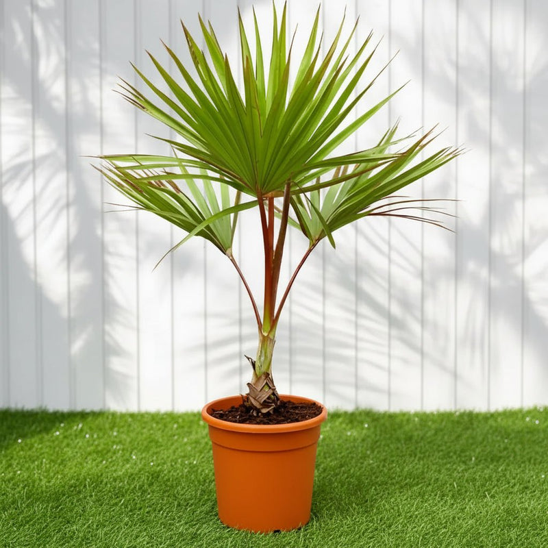 Red Latan Palm (Latania lontaroides) | UAE Good Greens! - Greensouq -