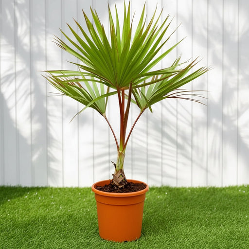 Red Latan Palm (Latania lontaroides) | UAE Good Greens! - Greensouq -