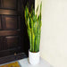 Snake Plant