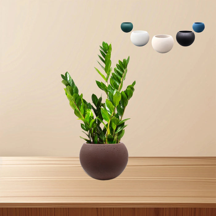 Bowl Succulent Pot
