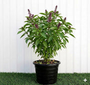 Rehan Plant | Dubai Gardening! - Greensouq - 