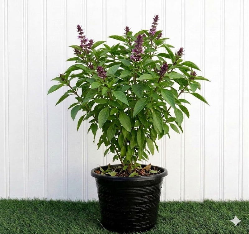 Rehan Plant | Dubai Gardening! - Greensouq - 