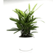 Rhapis Excelsa 30 - 40cm | Lady Palm | سيدة النخيل | Miniature Fan Palm - Greensouq - 