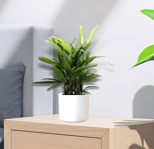 Rhapis Excelsa 30 - 40cm | Lady Palm | سيدة النخيل | Miniature Fan Palm - Greensouq - 