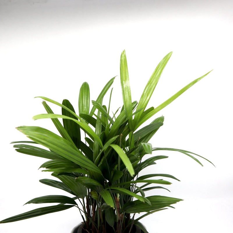 Rhapis Excelsa 30 - 40cm | Lady Palm | سيدة النخيل | Miniature Fan Palm - Greensouq - 