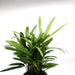 Rhapis Excelsa 30 - 40cm | Lady Palm | سيدة النخيل | Miniature Fan Palm - Greensouq - 