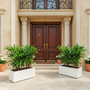 Lady Palm in Fiber Glass Pot - Elegant and Easy to Care for - Greensouq -