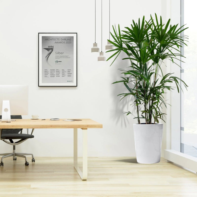 Rhapis Excelsa "Lady Palm سيدة النخيل or Miniature Fan Palm" Office Plant - Greensouq - 