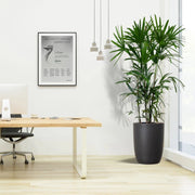 Rhapis Excelsa "Lady Palm سيدة النخيل or Miniature Fan Palm" Office Plant - Greensouq - 