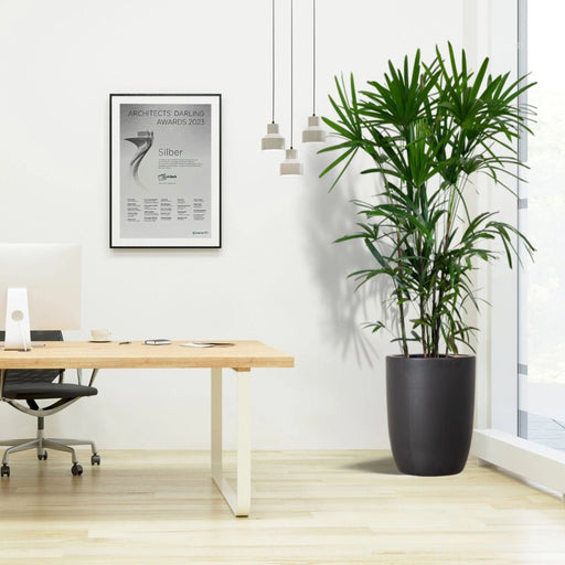 Rhapis Excelsa "Lady Palm سيدة النخيل or Miniature Fan Palm" Office Plant - Greensouq - 