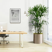 Rhapis Excelsa "Lady Palm سيدة النخيل or Miniature Fan Palm" Office Plant - Greensouq - 