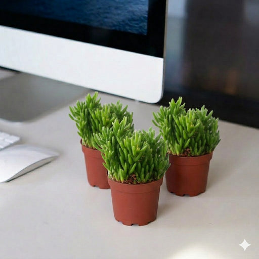 Rhipsalis 10 - 15cm - Greensouq - 