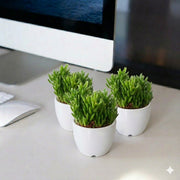 Rhipsalis 10 - 15cm - Greensouq - 