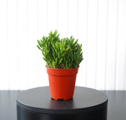 Rhipsalis 10 - 15cm - Greensouq - 