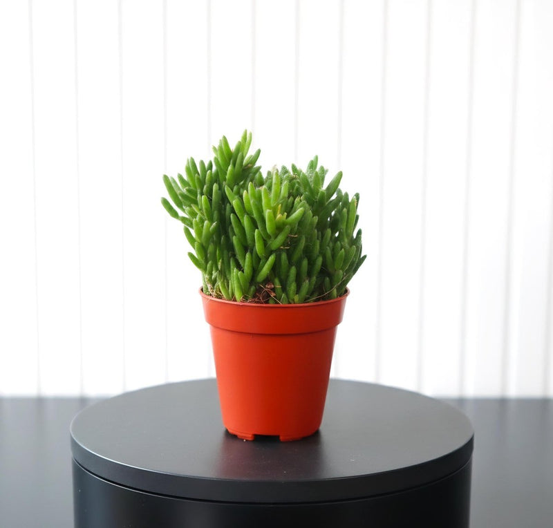 Rhipsalis 10 - 15cm - Greensouq - 