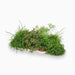 Rhipsalis mix 10 - 15cm - Greensouq - 