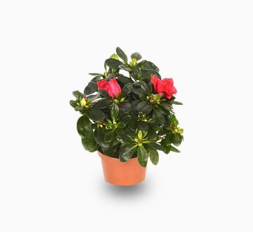 Rhododendron Simsii Indoor Flowering Plant - Greensouq - 