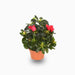 Rhododendron Simsii Indoor Flowering Plant - Greensouq - 