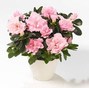 Rhododendron Simsii Indoor Flowering Plant - Greensouq - 