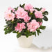 Rhododendron Simsii Indoor Flowering Plant - Greensouq - 