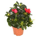Rhododendron Simsii Indoor Flowering Plant - Greensouq - 