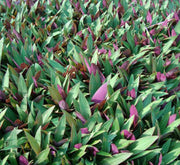 Rhoeo Discolor or Moses - in - the - Cradle - Greensouq - 