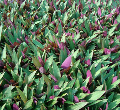 Rhoeo Discolor or Moses - in - the - Cradle - Greensouq - 