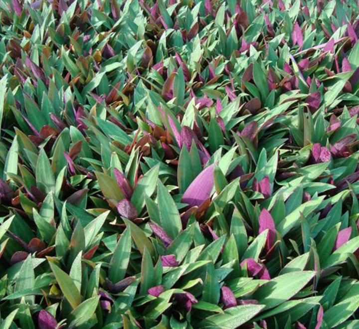 Rhoeo Discolor or Moses - in - the - Cradle - Greensouq - 